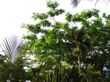 arka plan palmiye ağacının yaprakları