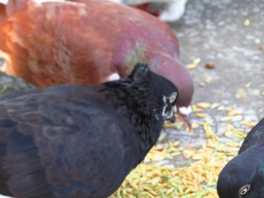 Güvercinler parkta yemek yiyor..