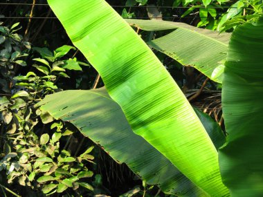 Muz ağacının yeşil yaprakları, doğa arka planı
