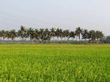 pirinç tarlası ve gökyüzü beyaz pirinç tarlası