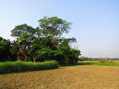 Çeltik tarlasının manzarası