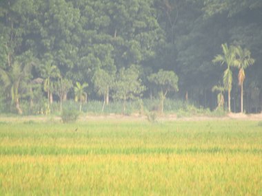 Pirinç tarlalarının bulanık arkaplanı.