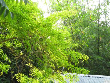 Ormanda yeşil yapraklar