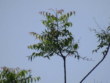 Ağaç dalları, bitki örtüsü.
