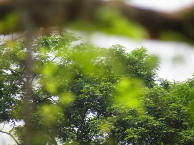 Bahçede yeşil yapraklar