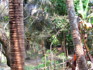 Tropikal orman, Tayland 'da orman. güzel doğa.