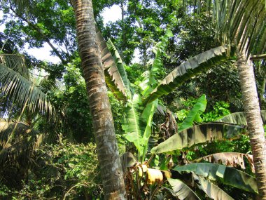Hindistan cevizi yapraklı palmiye ağacı, doğa arka planı