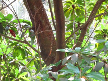 ağaç üzerinde kırmızı kuş