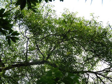 Ormanda yeşil ağaçlar