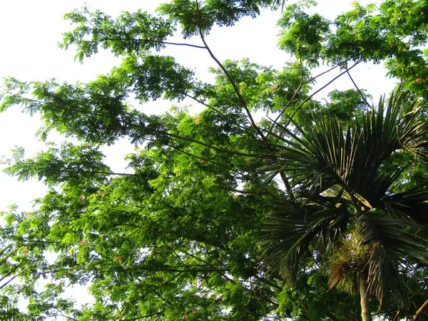 Palmiye yaprakları, doğa arka planı