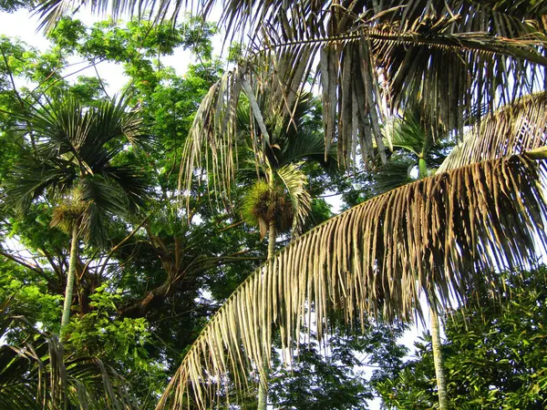 Bahçedeki palmiye ağacı