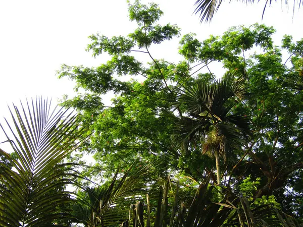 arka plan palmiye ağacının yaprakları