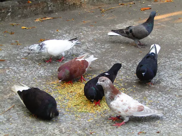 Parktaki güvercinler