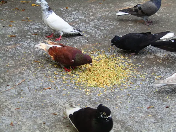 Sokaktaki güvercinler