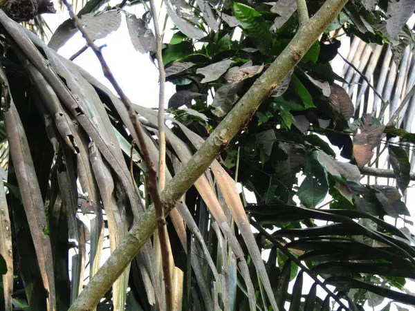 yeşil yapraklar, yeşillikler ve bitkiler