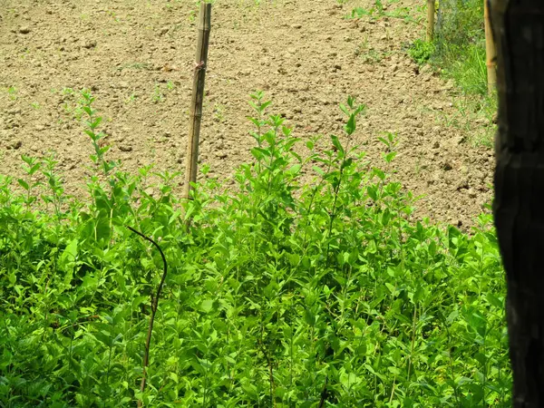 bahçede genç bitkiler