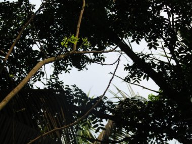 Palmiye dalları ve yaprakları