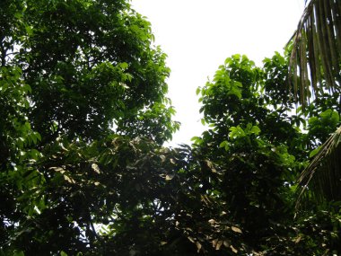 Ormanda yeşil ağaçlar