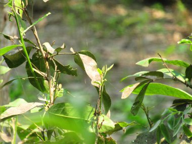 Gündüz taze yeşil yaprakları kapat