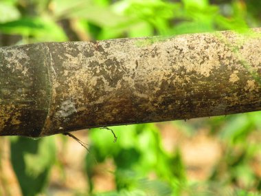 Bahçede yeşil yapraklar