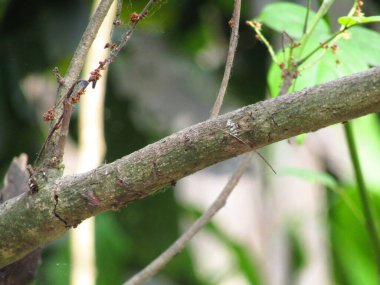 Ormanda yeşil yaprak