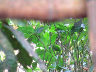 Ormandaki yeşil bitki