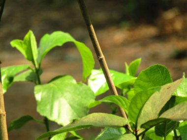 Yakın - yeşil yapraklı, seçici odaklı