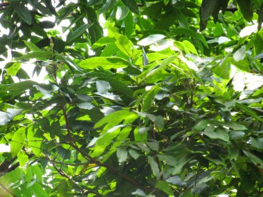 Bahçedeki bir ağacın yeşil yaprakları