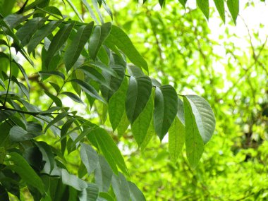 Bahçede yeşil yapraklar