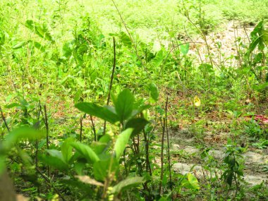 Ormanda yeşil yapraklar