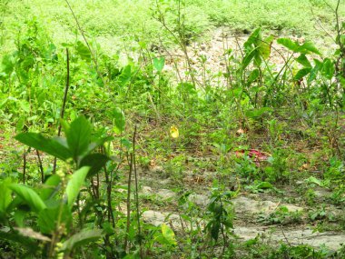 Bahçede yeşil yapraklar