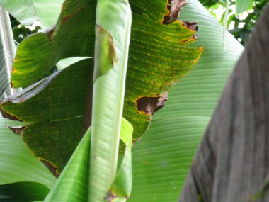 muz ağacında muz yaprağı