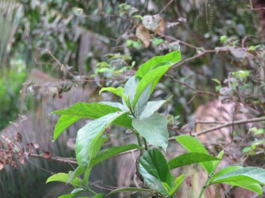 Doğadaki yeşil yapraklar ve ağaçlar.