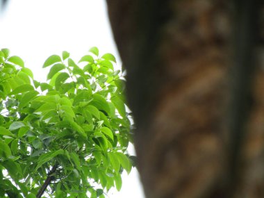 Bahçede yeşil yapraklar