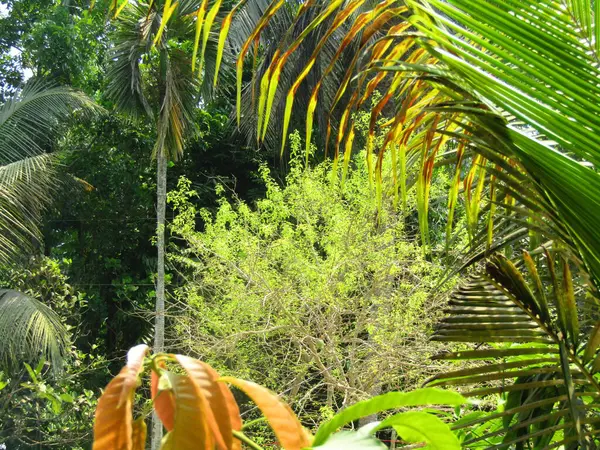 Bahçesinde hindistan cevizi yaprakları olan tropik yeşil palmiye ağaçları. Doğa, seyahat, tatil