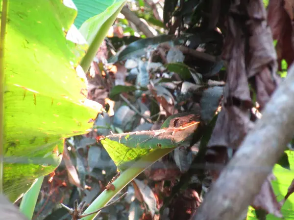 Ağaçtaki yeşil kertenkele.