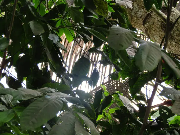 Ormanın güzel manzarası