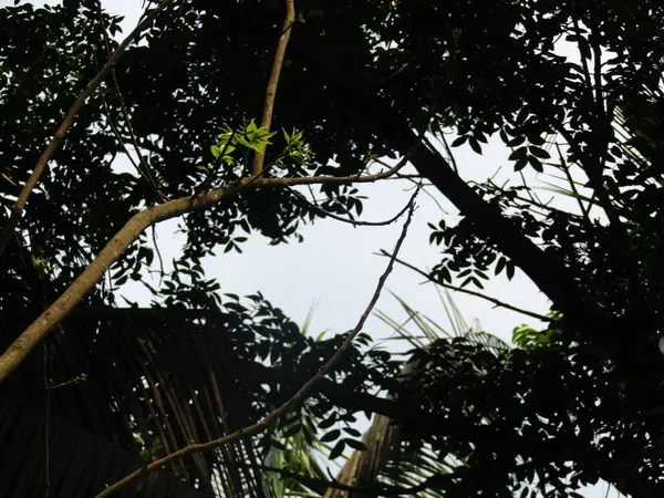 Palmiye dalları ve yaprakları