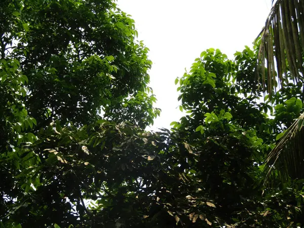 Ormanda yeşil ağaçlar