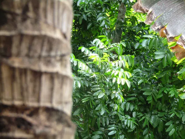 Bahçedeki yeşil ağaç