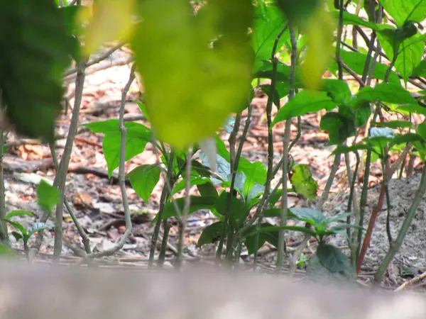 Ormanda yeşil çimenler