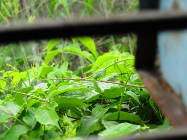 Yeşil yaprakların canlı yakın çekimi, ayrıntılı yaprak dokuları sergileniyor. Doğa temaları, çevre kavramları ve bitkilerle ilgili projeler için ideal.