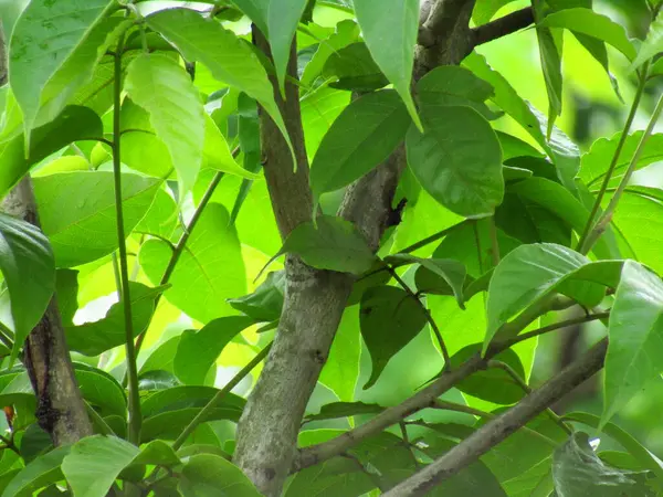 Yeşil yaprakların canlı yakın çekimi, ayrıntılı yaprak dokuları sergileniyor. Doğa temaları, çevre kavramları ve bitkilerle ilgili projeler için ideal.