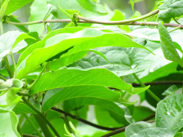 Yeşil yaprakların canlı yakın çekimi, ayrıntılı yaprak dokuları sergileniyor. Doğa temaları, çevre kavramları ve bitkilerle ilgili projeler için ideal.
