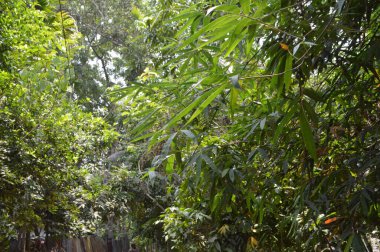 Büyük tropik yeşil ağaç, mavi gökyüzüne karşı çeşitli ağaçların dalları. Taze yeşil yapraklı, yumuşak ışıklandırmalı ağaç dalları