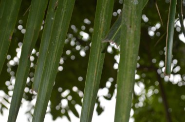 Sıcak doğal ışıkla aydınlatılmış taze yeşil yaprakların canlı yakın çekimi. Bu görüntü büyümeyi, gençleşmeyi ve doğanın saflığını somutlaştırarak, onu eko ve refahla ilgili projeler için mükemmel hale getirir..