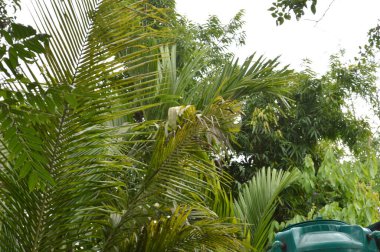 Büyük tropik yeşil ağaç, mavi gökyüzüne karşı çeşitli ağaçların dalları. Taze yeşil yapraklı, yumuşak ışıklandırmalı ağaç dalları