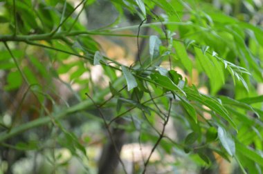 Büyük tropik yeşil ağaç, mavi gökyüzüne karşı çeşitli ağaçların dalları. Taze yeşil yapraklı, yumuşak ışıklandırmalı ağaç dalları