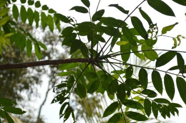Büyük tropik yeşil ağaç, mavi gökyüzüne karşı çeşitli ağaçların dalları. Taze yeşil yapraklı, yumuşak ışıklandırmalı ağaç dalları