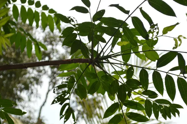 Büyük tropik yeşil ağaç, mavi gökyüzüne karşı çeşitli ağaçların dalları. Taze yeşil yapraklı, yumuşak ışıklandırmalı ağaç dalları